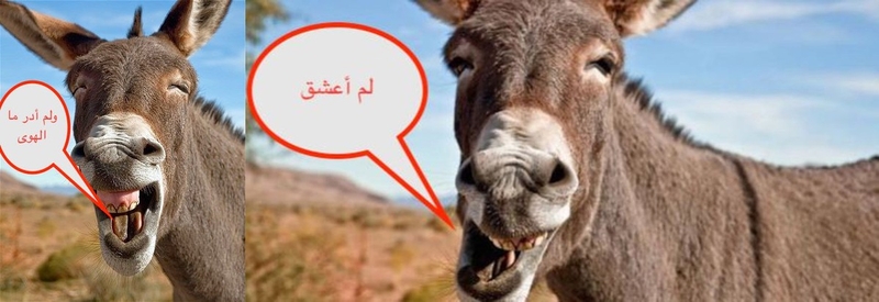 حمارين حمارين
